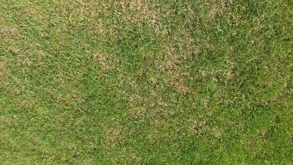 SemillasFitoTG's tweet image. #Grayleafspot started already in the perennial rye grass plots. A sensitive variety. #turf