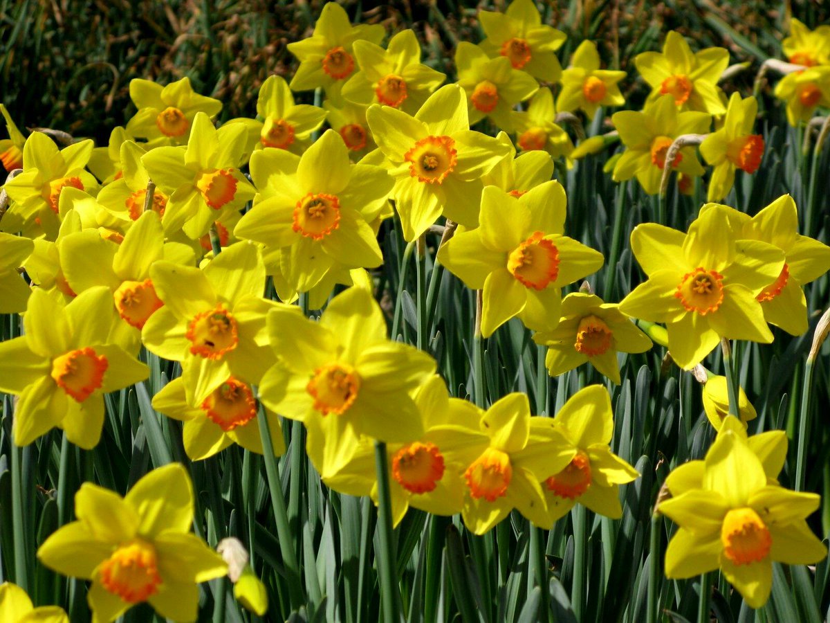 これまでで最高のお 別れ 花 言葉 美しい花の画像