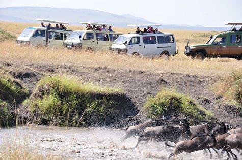 BonfireSafaris's tweet photo. Live Pictures from MaasaiMara where the #WildebeestMigration is happening #ObamaReturns #SomeoneTellCNN #MagicalKenya http://t.co/uFRhpZB67K