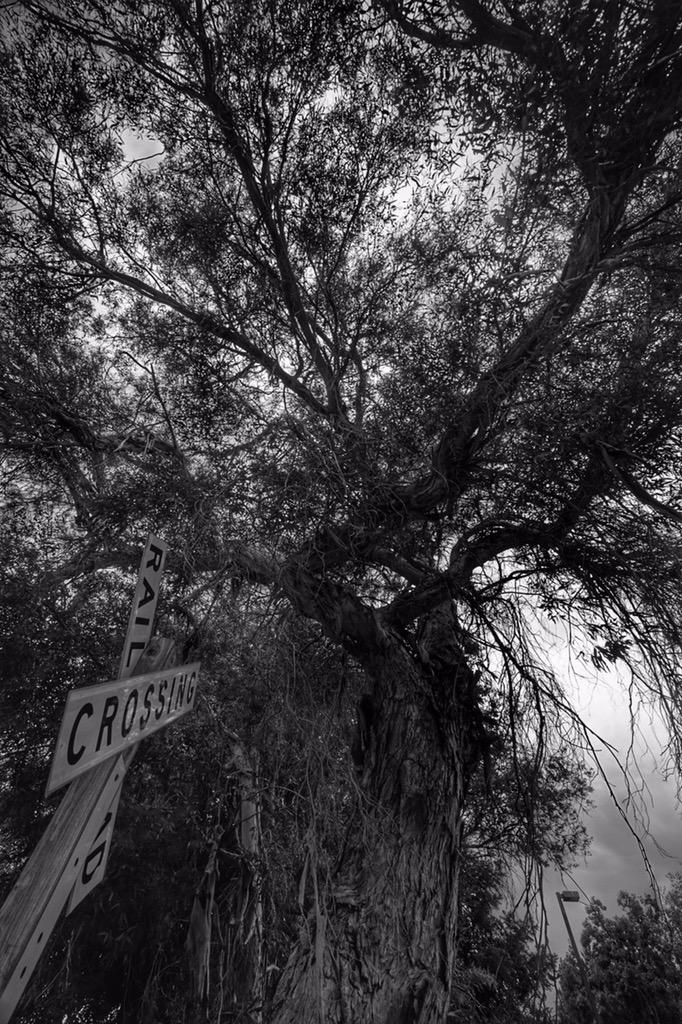 jarWoodson's tweet image. #FreeThemeFriday #mcpphotoaday #a6000