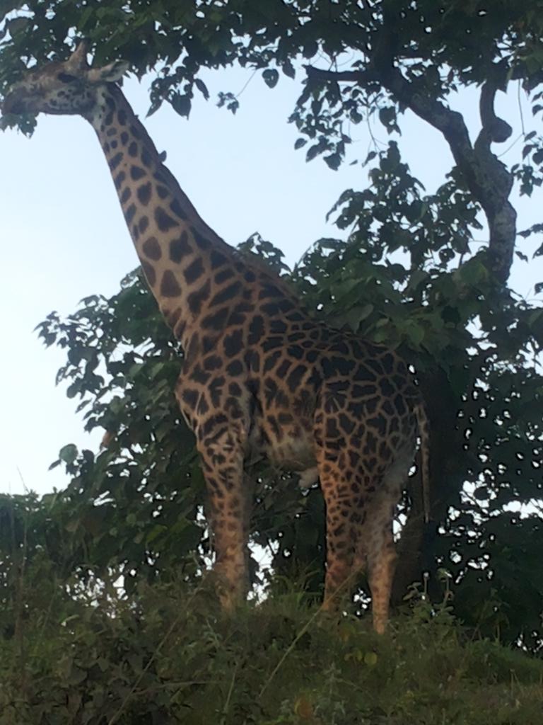 JKihala's tweet photo. Kilidove tours and safaris#Arusha national park http://t.co/QrZxdrVFTi