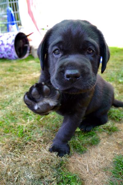 HearingDogs's tweet photo. Here's a high five from hearing dog puppy Nimble, to say thanks for all your continued support! http://t.co/If2nMQ335t