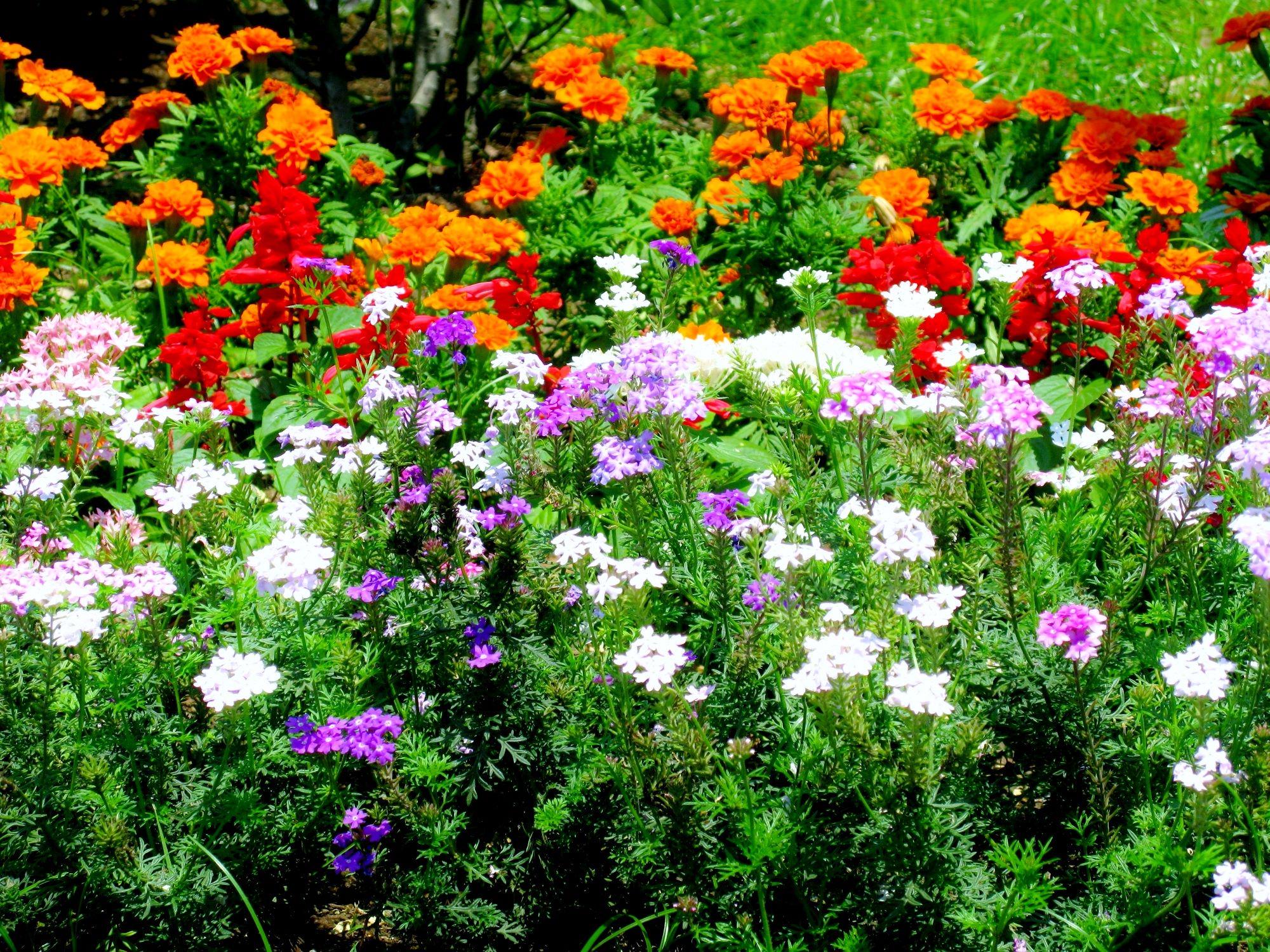 ハマの気分障害おじさん これぞ素敵なお花畑 この色彩 夏の山下公園でカラフルで綺麗な花たち 横浜 Yokhama 山下公園 綺麗 花 素敵 花畑 カラフル 色彩 夏 Park Http T Co Lddxelxtru Twitter