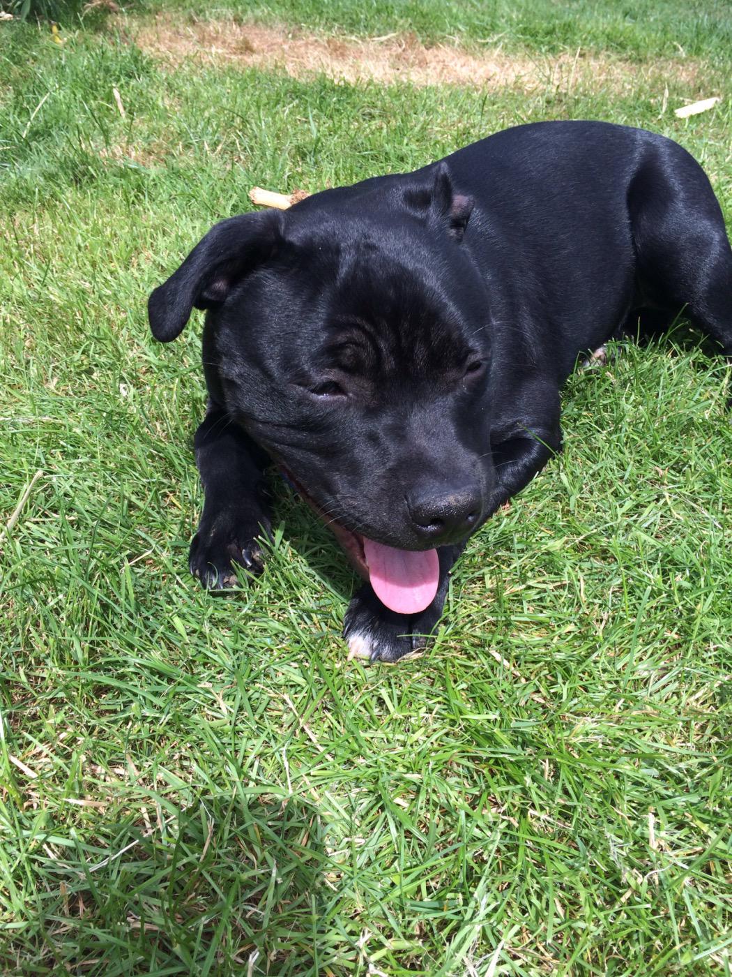 Happy Birthday Mr heres a pic of my Danny Dyer, named after you by my 12 yr old who is ur biggest fan xx 