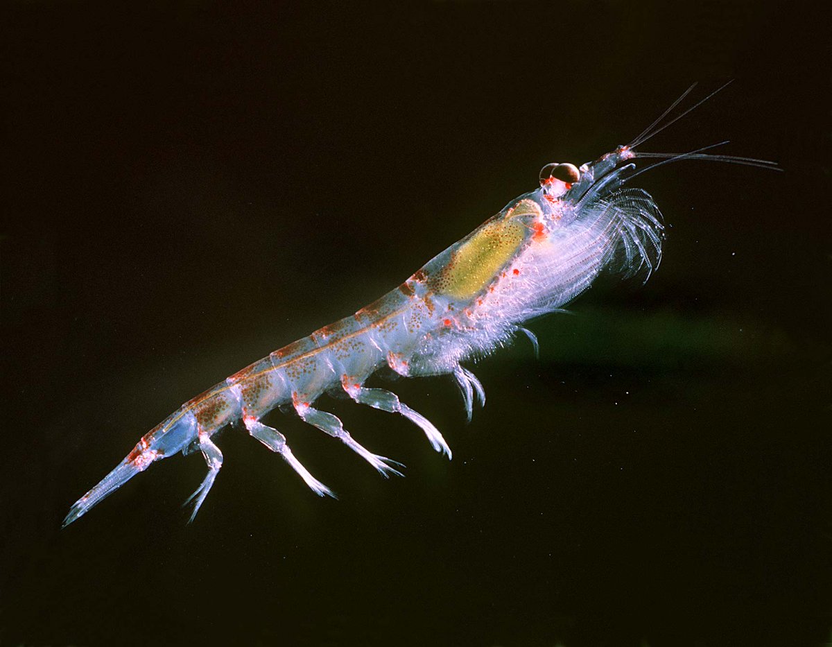 KrillTonic's tweet photo. Nous utilisons seulement du Krill de qualité @yannickjoret #competIESAmmd http://t.co/8hRu476k41