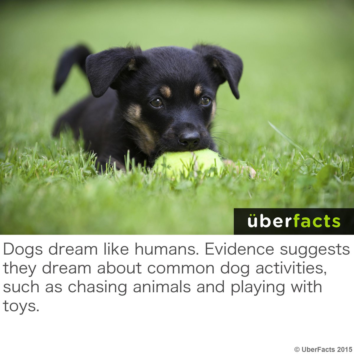 UberFacts's tweet photo. Dogs dream like humans dream... http://t.co/kOqXPNBaYq http://t.co/XmOacKWla4