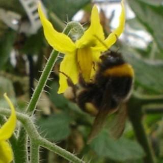 SlowFoodCat's tweet photo. El món es queda sense borinots, vitals per a cultius com el tomàquet.
http://t.co/V0rx5jJWUR #slowfood #Save #Bee http://t.co/bzIGdzE77w