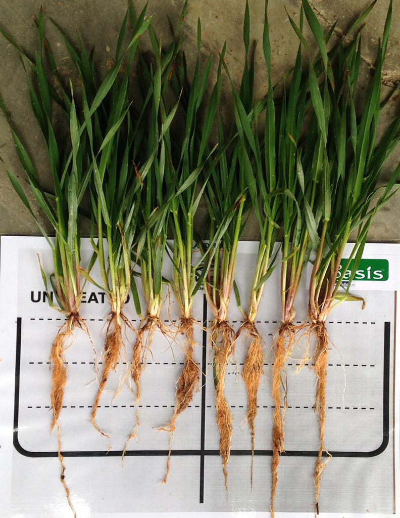 AGRICENLIFER's tweet photo. #BasisPBF on flory Fert on right side vs dry Fert on left #roots #planthealth @JamiePursehouse @earthag @richo_klr http://t.co/mSNBxGUE1l