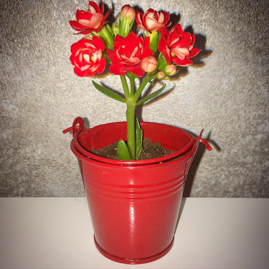 Canlı Minik Çiçekler (@nikahcicegi) on Twitter photo 