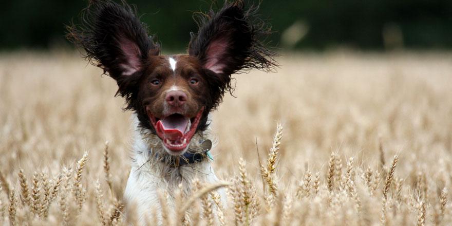 RickSteinRest's tweet photo. Great news! @Jill_Stein stunning property Martindale is now accepting dogs, find out more https://t.co/urcWrQsHBC http://t.co/E9oPDrcKXO