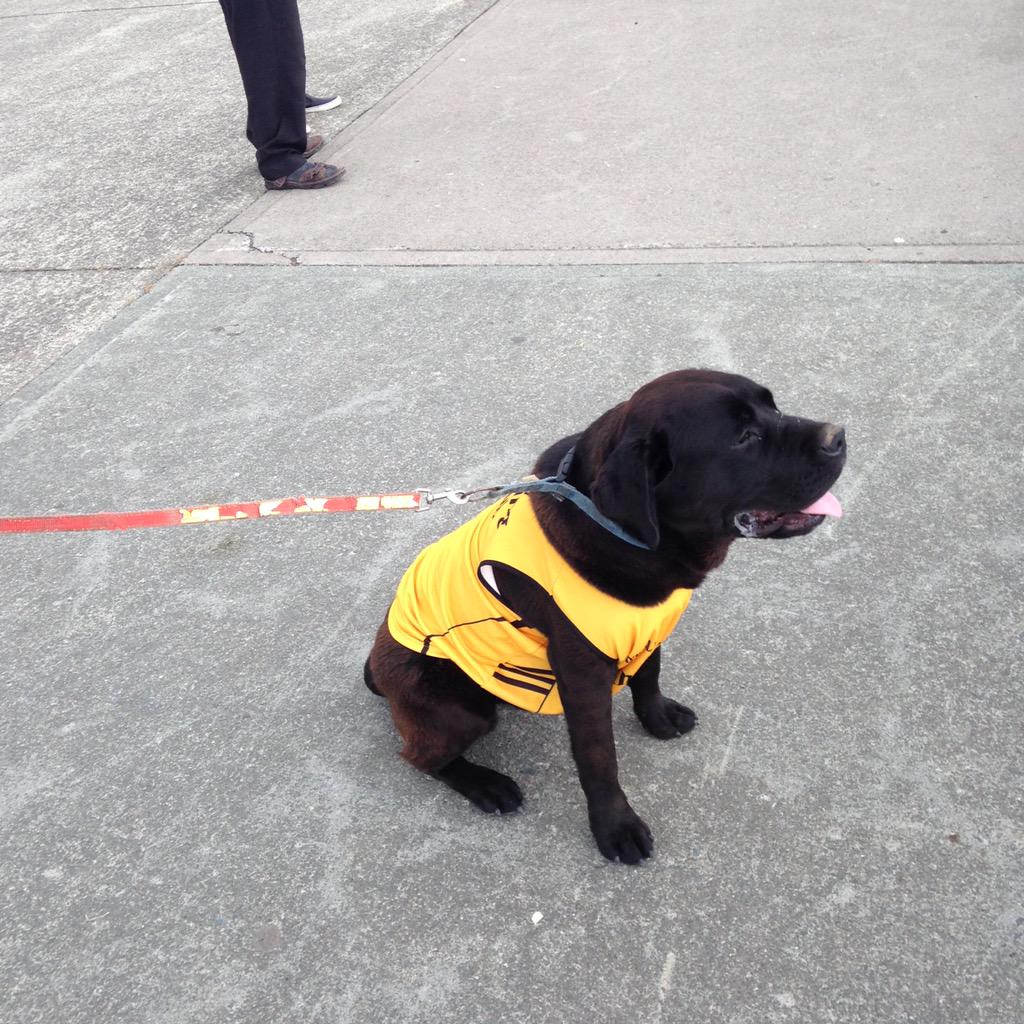 Bray Rowing Club tweet media