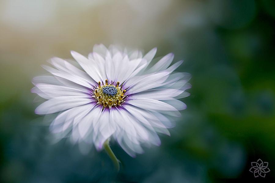 A touch of White by Jacky Parker <a href="/Applebees/">Applebee's Grill + Bar</a> <a href="/drkent/">Dr. Kent</a> <a href="/_Akanshagautam/">Akansha Gautam</a> <a href="/booksthatmatter/">Stories That Matter</a>