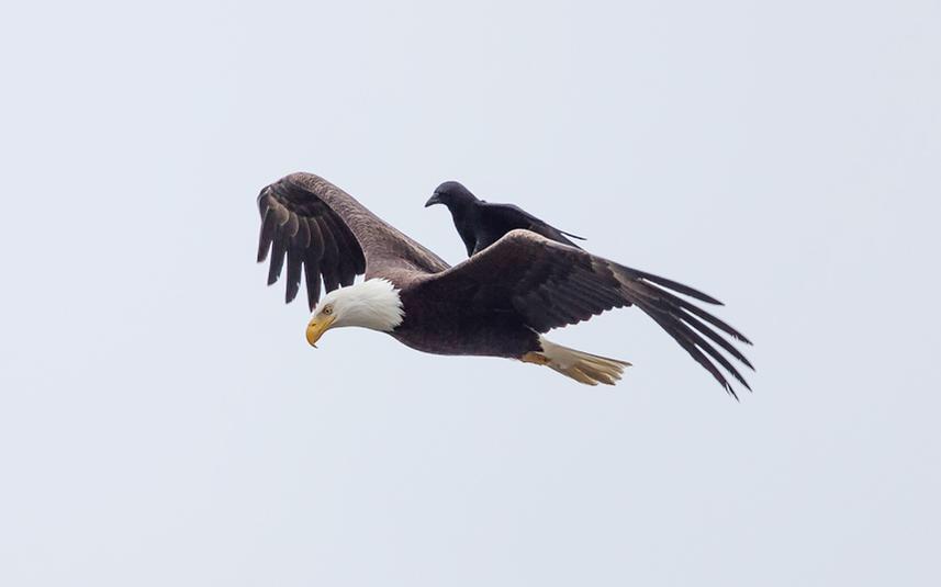 JusticeWillett's tweet image. Like Uber, but with eagles.