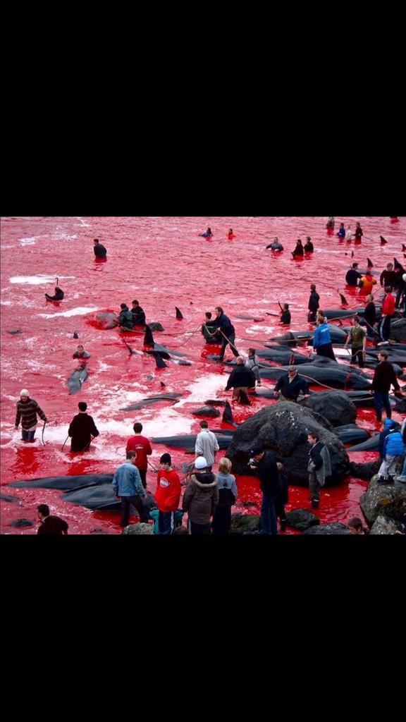 Tragic whale slaughter in Faroe Islands. It's good we've found a twin Earth because we're really fucking up this one.