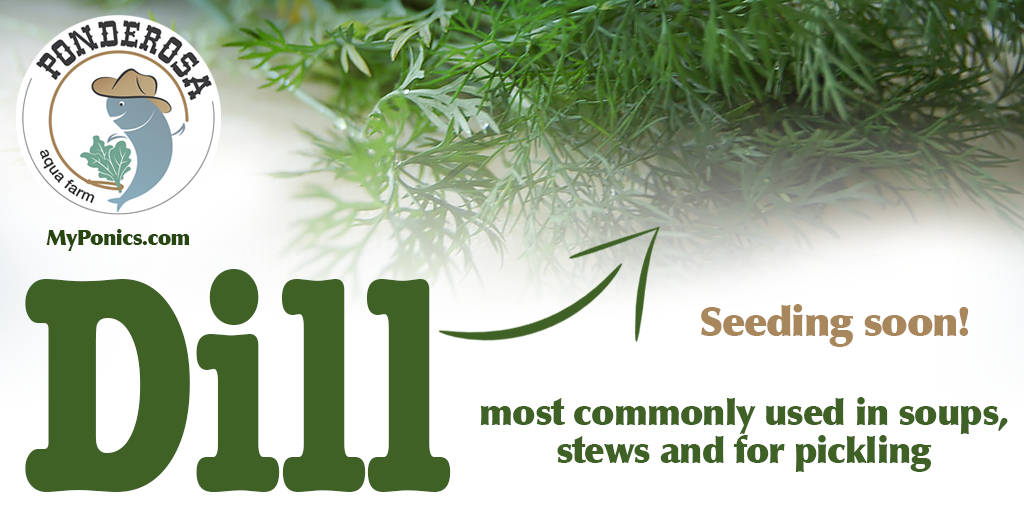 MyPonics's tweet image. Dill is used most commonly in soups, stews, and for pickling. We are seeding soon. #Aquaponic #Sustainable Farming