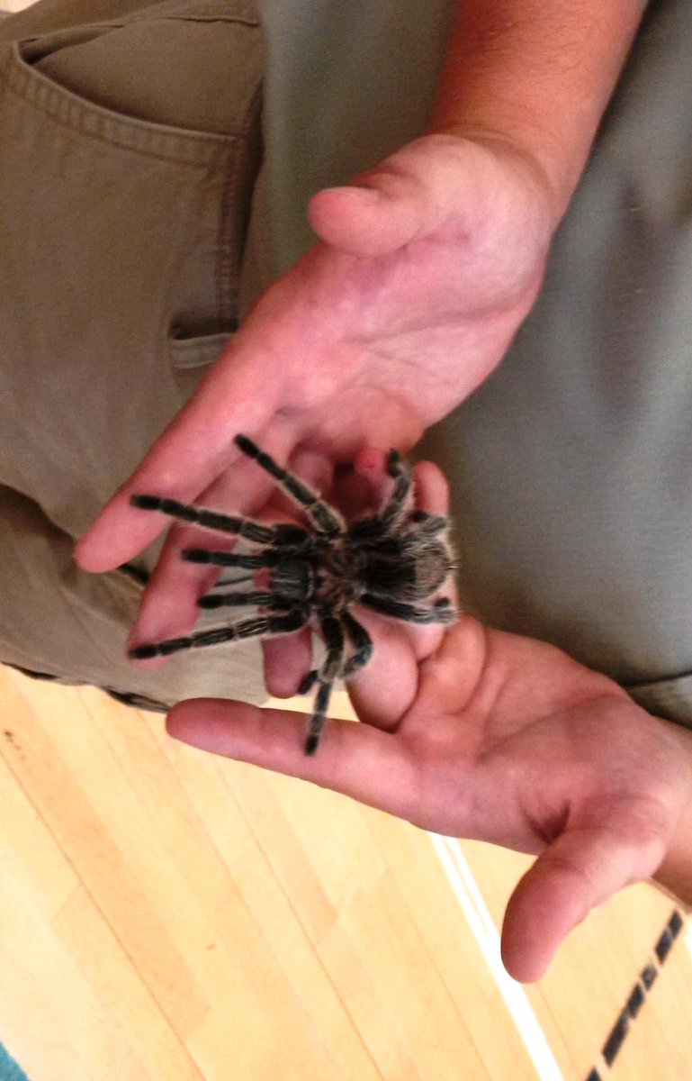 Reptilia visits Cummer Valley MS! <a href="/TDSB_ConEd/">TDSB Continuing Education Department</a> <a href="/kgfalcon/">Karen Falconer</a> <a href="/tdsb/">Toronto District School Board</a> #summer #learning