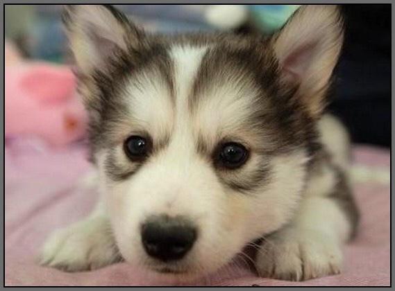 doggoals's tweet photo. Good Morning 😄 http://t.co/PivCN0tmM9