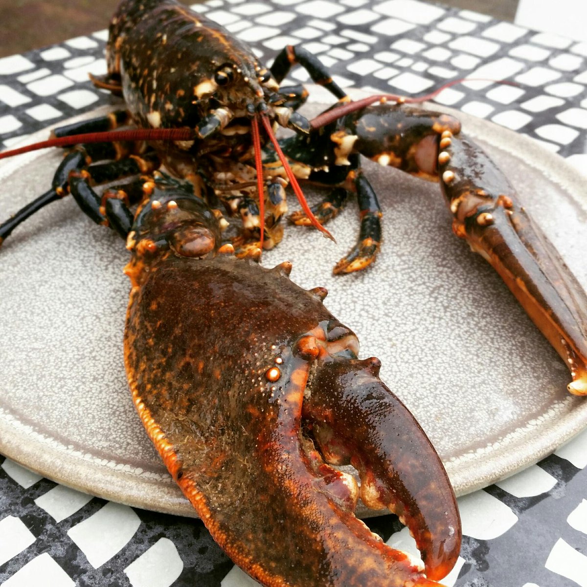 SalthouseHotel's tweet photo. Look who's here for our lobster lunchtime special @SalthouseHotel #lunch #seafood #fresh #lobster http://t.co/YSOb2Xmtc0