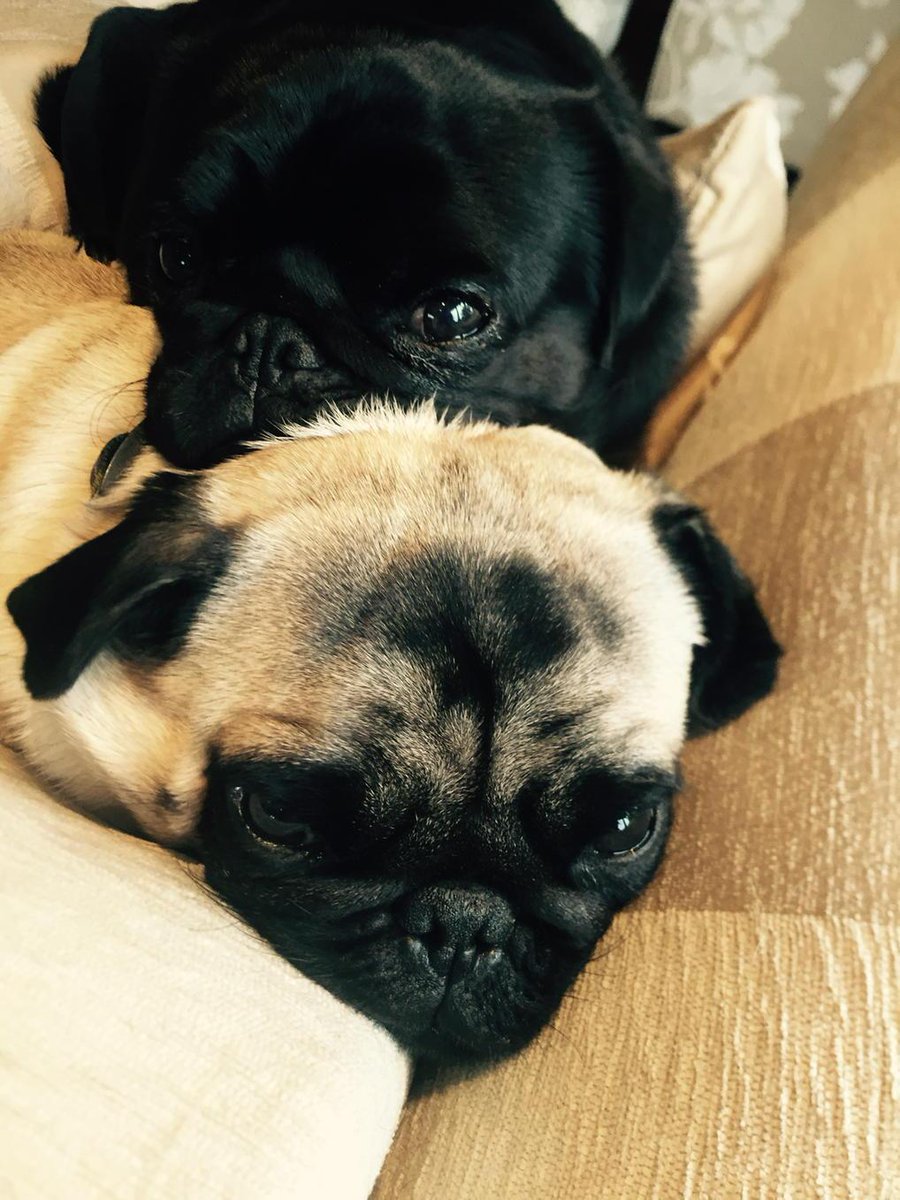 Sleepy pugs #cute #pug #snugasapug #napping