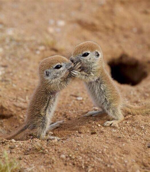 _Paisajes_'s tweet photo. Suricatos bebés http://t.co/q9R9CHAyww