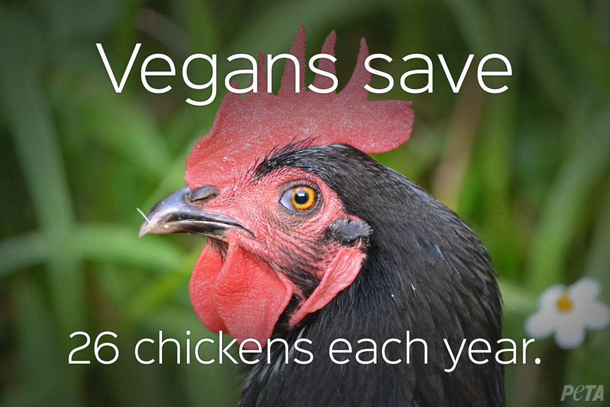 peta's tweet photo. #Vegans save 26 chickens each year, just by not eating them.  #Reasons2GoVegan http://t.co/L2NL8eFTA4