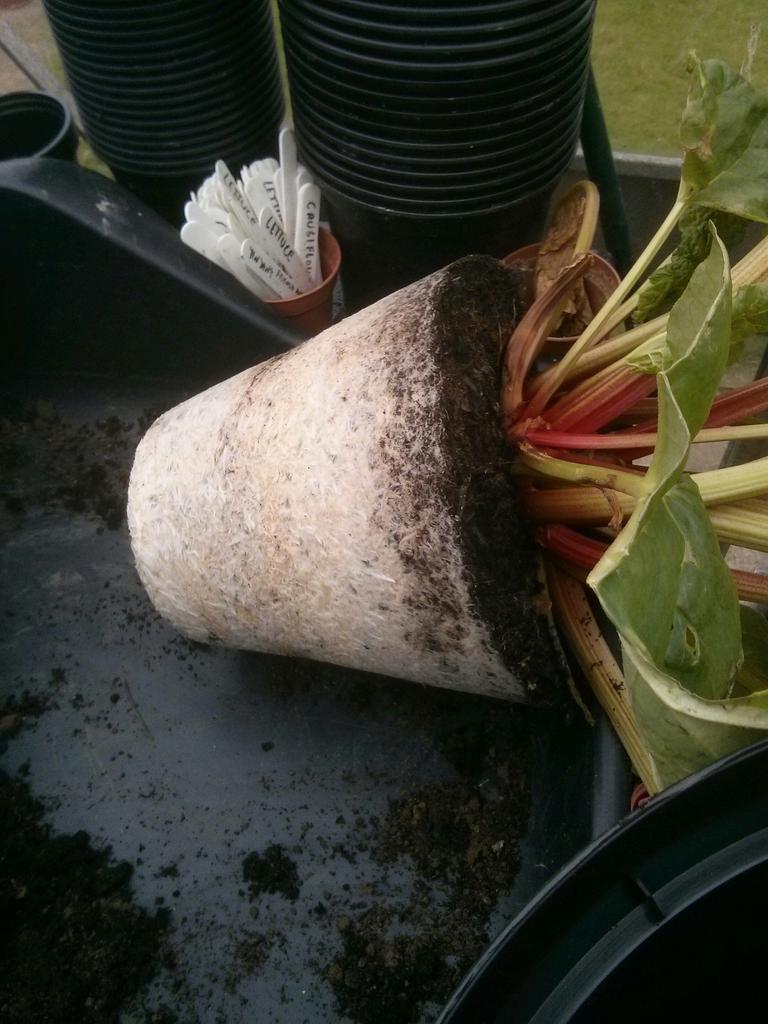 So this Victoria Rhubarb may be a little pot bound...