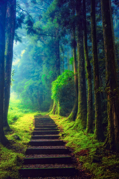 EarthPicturz's tweet photo. Trail through the woods. Photo by Hanson Mao. http://t.co/WXqoxlnELf