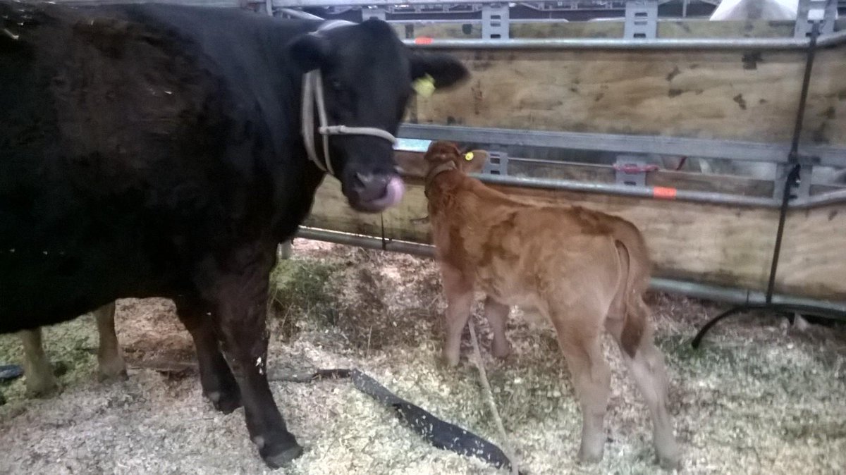 #Larreta es hijo de 3ple gran campeon y gran campeona. En #HerefordyLimousin tenemos muchas historias + p compartir!