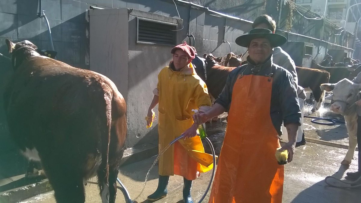 Dde las 8, arranca el spa de las vacas y los toros <a href="/HerefordARG/">Hereford Argentina</a>.  En #HerefordyLimousin tenemos mucho para contarte!!