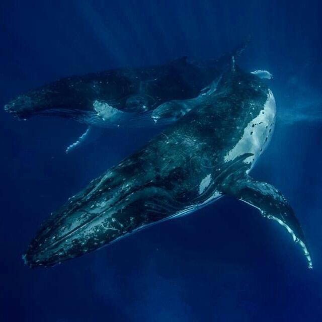 ClimaMgta's tweet photo. Ballena y su cría @[http://t.co/mDWYCfhRCQ],  https://t.co/fi7tCUDivm http://t.co/xj5AMJcDwW