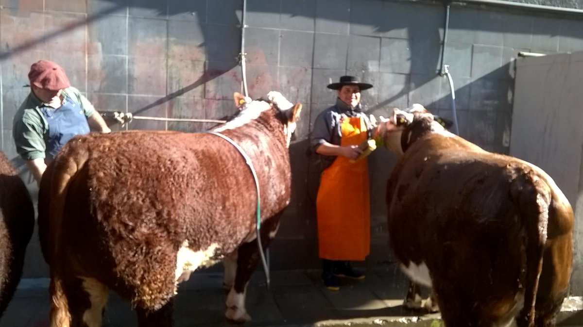 Aca nuestro torito santo #Francisco espera turno de peluquero!  En #HerefordyLimousin tenemos mucho para contarte!