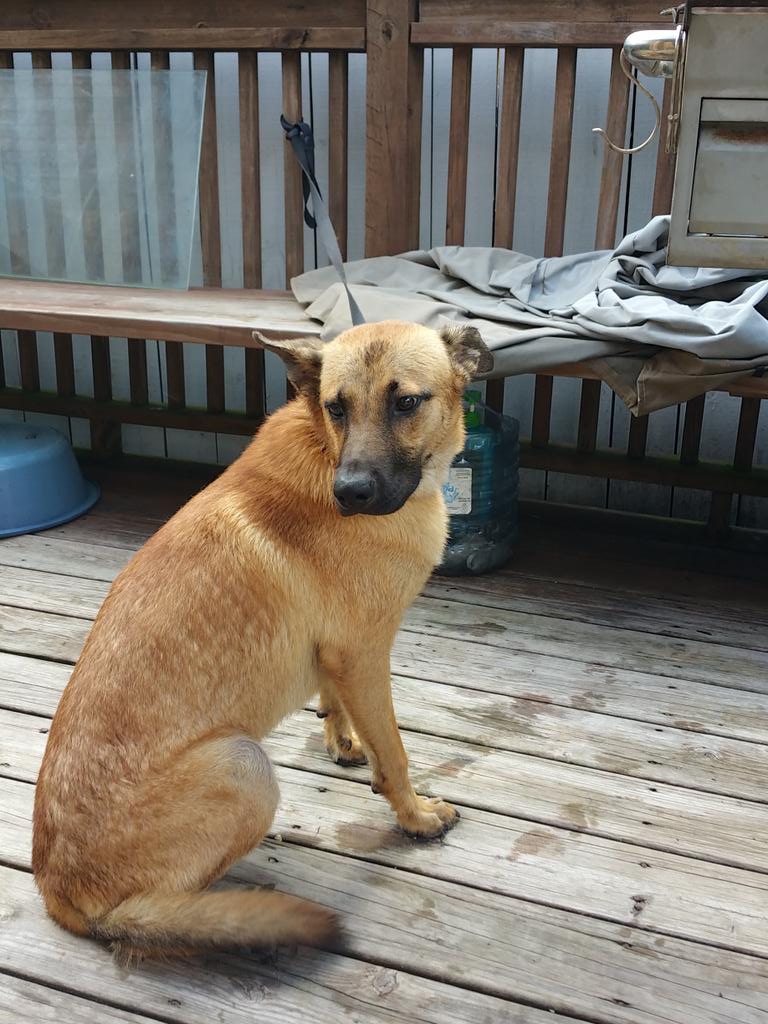 TheBeerStation's tweet photo. This dog need a good home,  can anyone help him. He is a good friendly dog and love to play outdoor. http://t.co/9cAvuaxvLE
