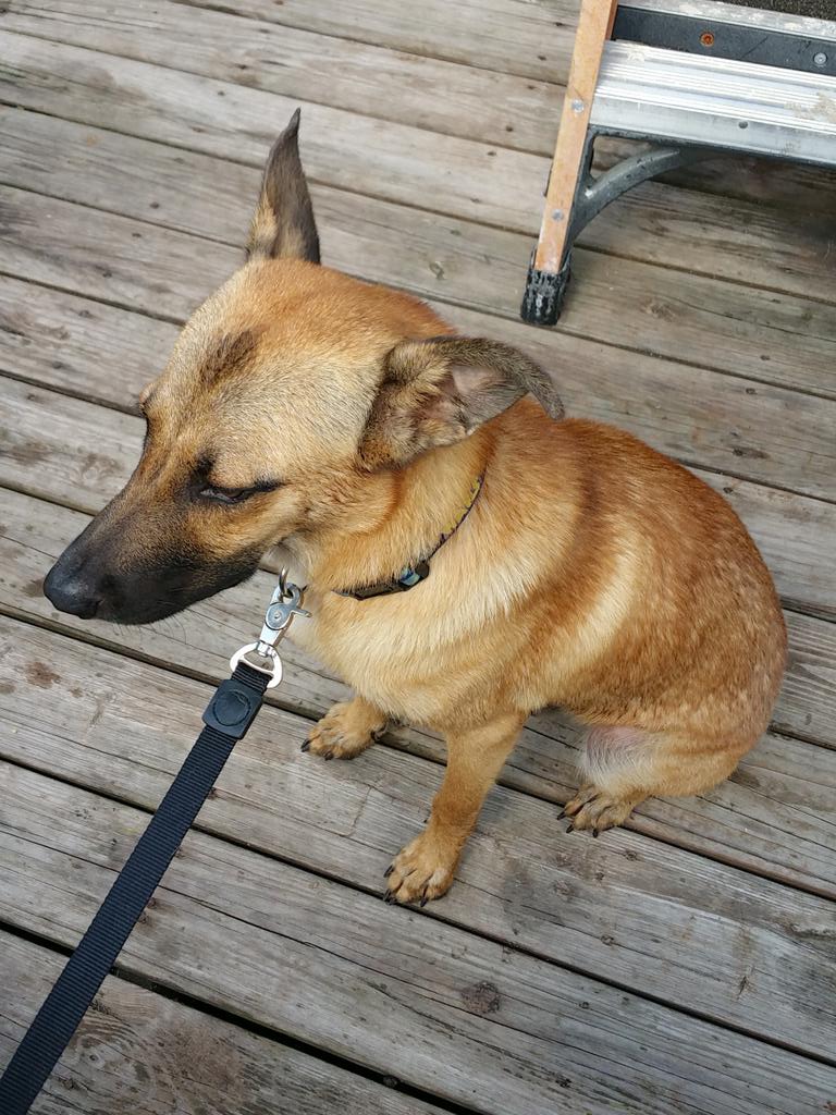 TheBeerStation's tweet photo. This dog need a good home,  can anyone help him. He is a good friendly dog and love to play outdoor. http://t.co/9cAvuaxvLE