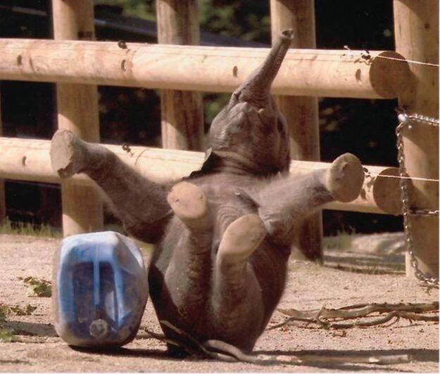 ambirose7's tweet photo. Current mood now my exam are over 🐘😂 http://t.co/Gs3vXtBj7y