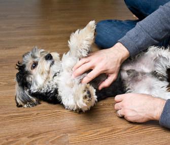 Why Does My Dog... Like to Have His Belly Rubbed?   <a href="/Vetstreet/">vetstreet</a>
bit.ly/1HhMfSJ