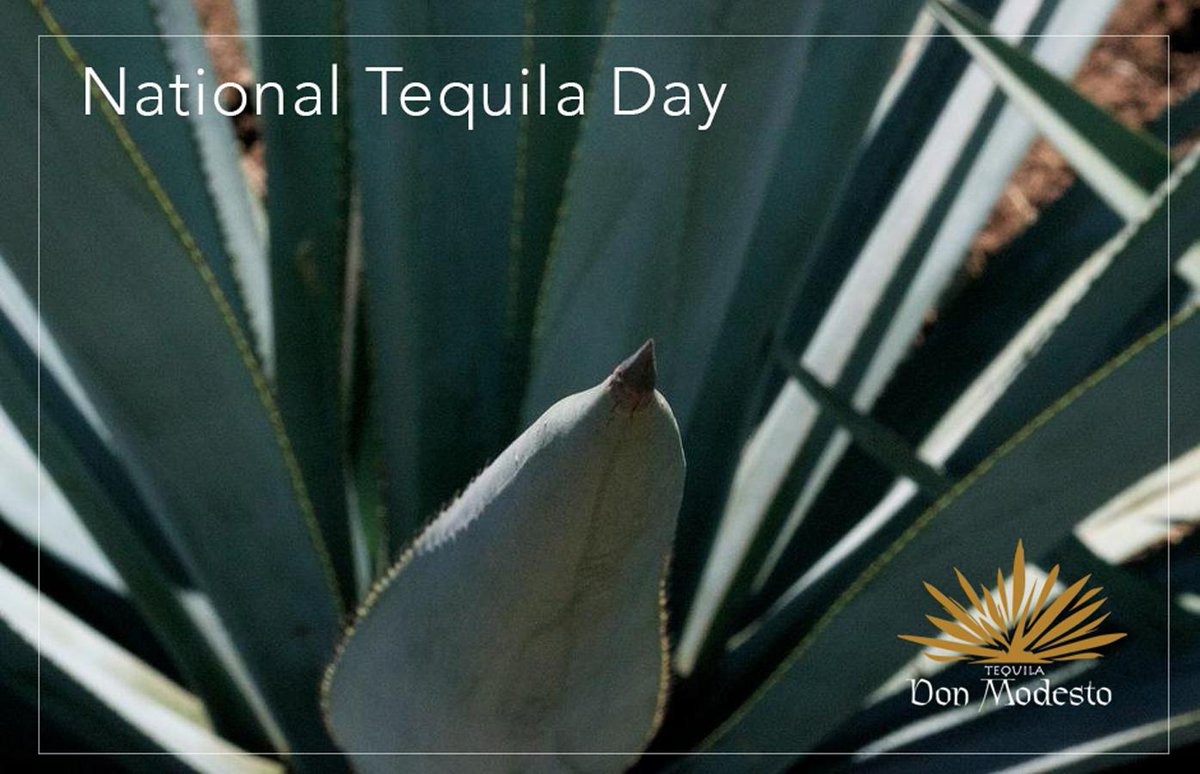 DonModesto's tweet image. Celebrate #NationalTequilaDay with your favorite tequila, @DonModesto! #puretradition