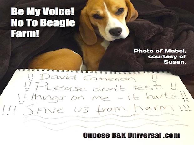 PLZ share! We're almost at half a Million! Let's keep going 4 #beagles <a href="/rickygervais/">Ricky Gervais</a> 
Petition chn.ge/1TFFcZm