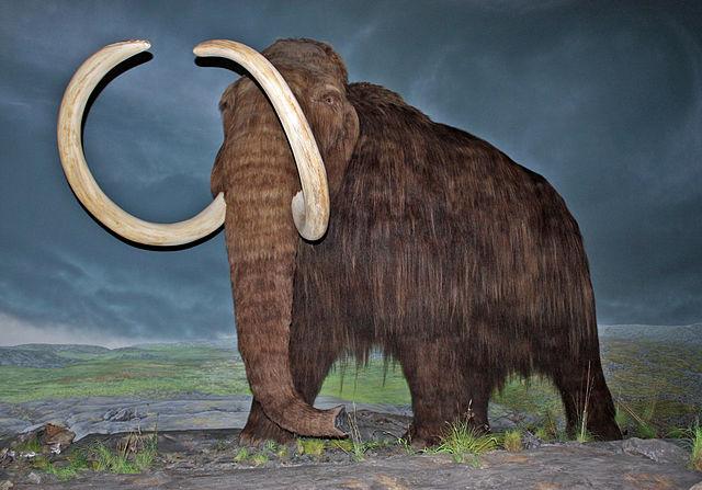 Mammoths Killed by Abrupt Climate Change <a href="/uniofadelaide/">Uni of Adelaide</a> bit.ly/1SGa3mt