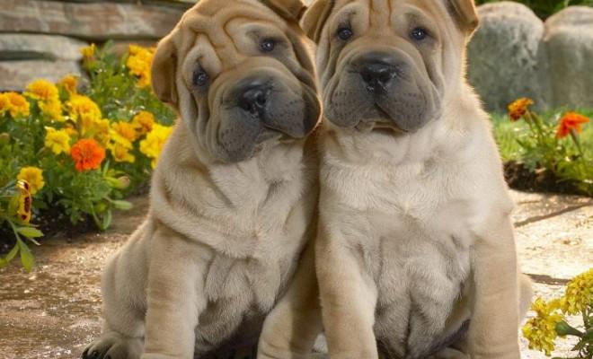 sabiastuque_'s tweet photo. ¿Sabes de dónde le vienen las arrugas a los shar pei? : http://t.co/NkqAUmItP6 http://t.co/Pr2zuL9Vky