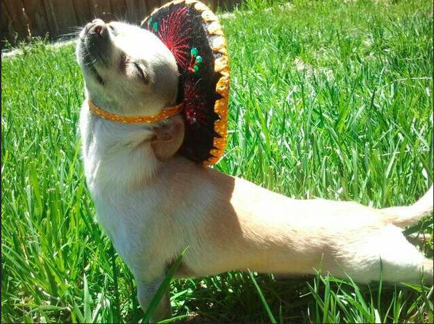 CriosModMex's tweet photo. It's #NationalTequilaDay! Come celebrate on our patio w/ $5 margaritas @ HH! http://t.co/8SCcB2MHdB