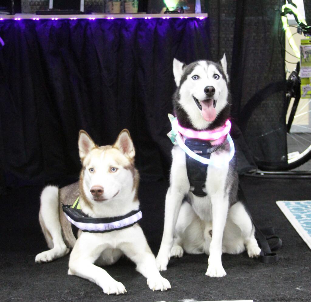 milesthehusky's tweet photo. Hanging out with my buddy Apollo at the @haloshow booth at @superzootweet earlier this week. #Sz15 #haloshow http://t.co/bA2bvA8O70
