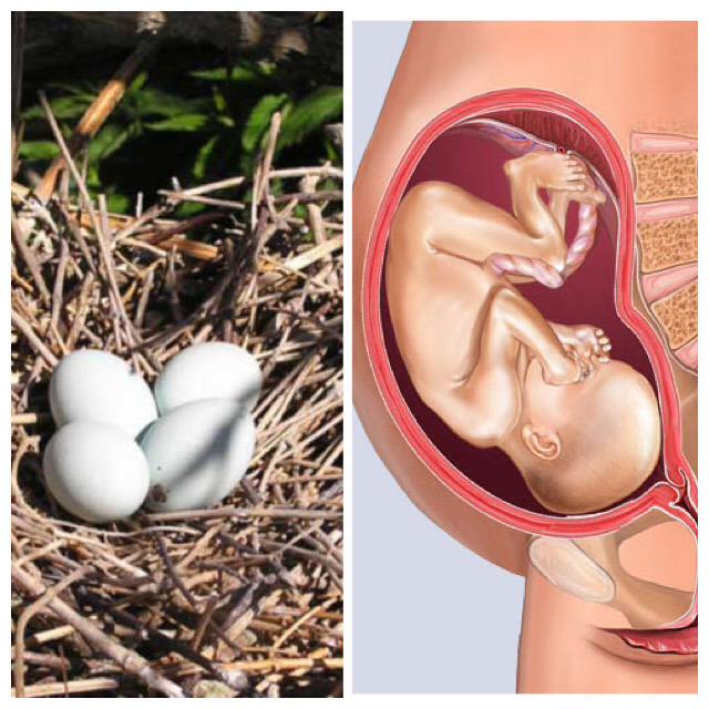 TheConJournal's tweet image. Guess which one has more federal rights? Guess which one is legal to kill?