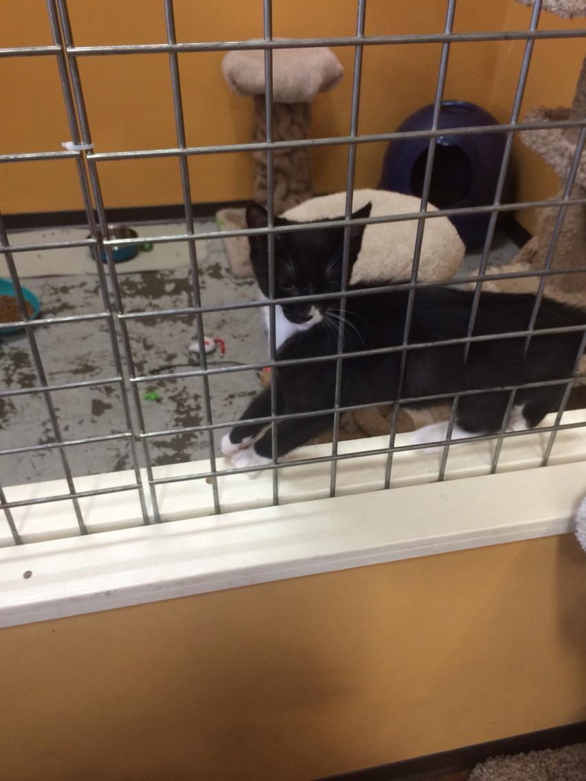 Oly's Pet Connection tweet media