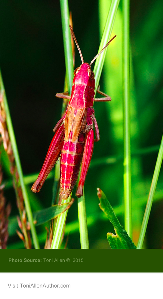 Booktrope's tweet photo. .@listansus discovers a pink grasshopper during #microsafari. Is it rare?
http://t.co/P2oX8JR92J
#insects http://t.co/0glJR5tFLd