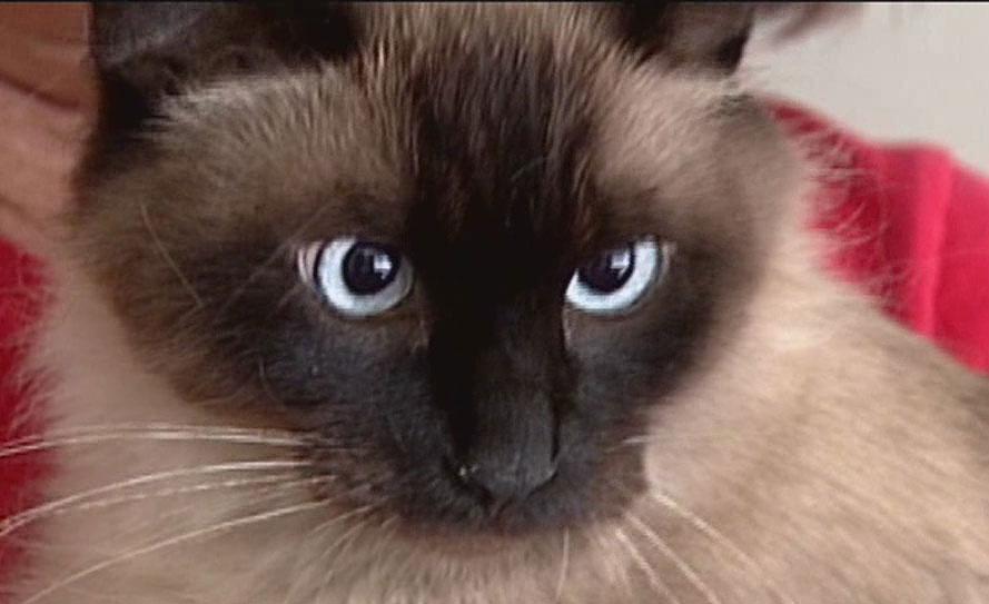 wxyzdetroit's tweet image. Cat lost during family's move from Hawaii now reunited with owners in Michigan bit.ly/1KoMgp8