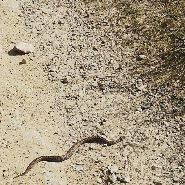 camogligram's tweet image. Camogli: 😎… Quando sulla tua #strada ti capita una #vipera… #chefai…?!?!? #leiriposaavvoltadallasuacopertina #camog…