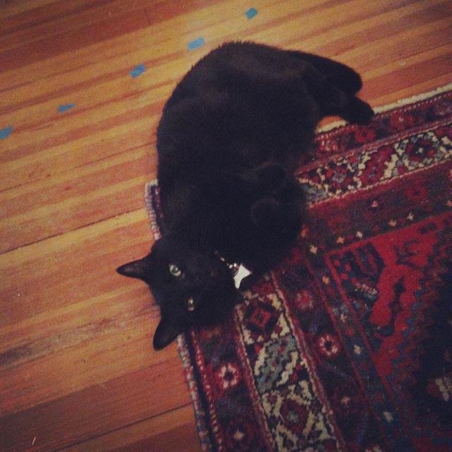 helgagrace's tweet photo. Bean is helping by establishing himself as submissive right off the bat #catintegration @s… http://t.co/yDTyU9ftLH http://t.co/4pMY5dBngR