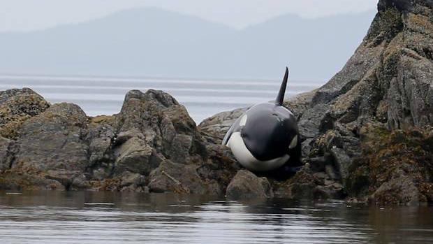 CBCNews's tweet photo. [video] Stranded B.C. orca saved http://t.co/hGBcOYeXDo http://t.co/of9RUAclUT