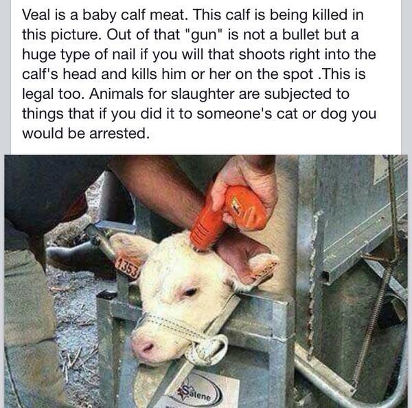 _AnimalAdvocate's tweet photo. Thought once that eating #meat was OK

Problem was I just wasn't thinking.

I think now therefore I'm #Vegan

@Peta http://t.co/7ToNkefFKJ