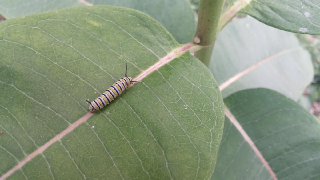 SimonKepler's tweet image. Had our first visitor in the garden today. #gotmilkweed